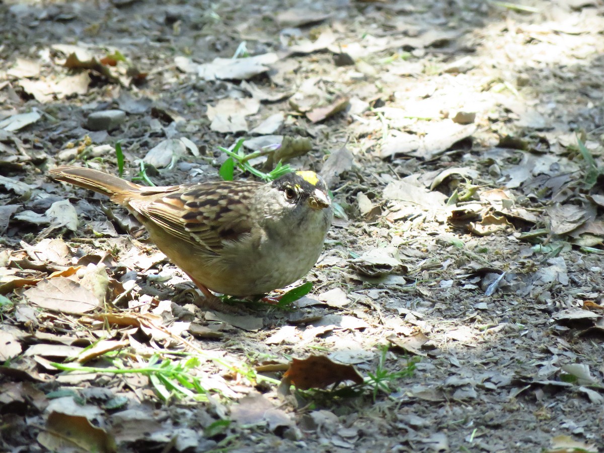 Golden-crowned Sparrow - ML618383218