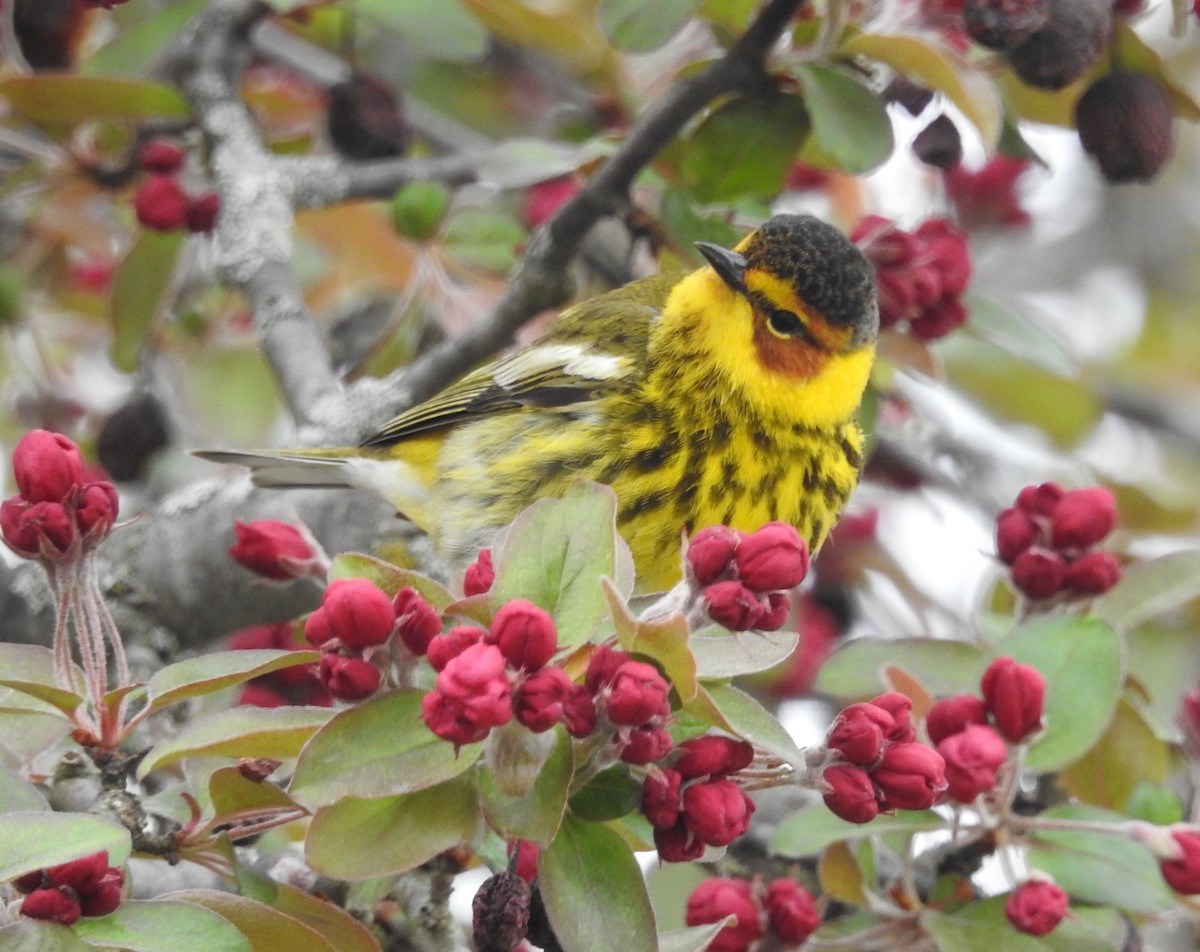 Cape May Warbler - ML618383221