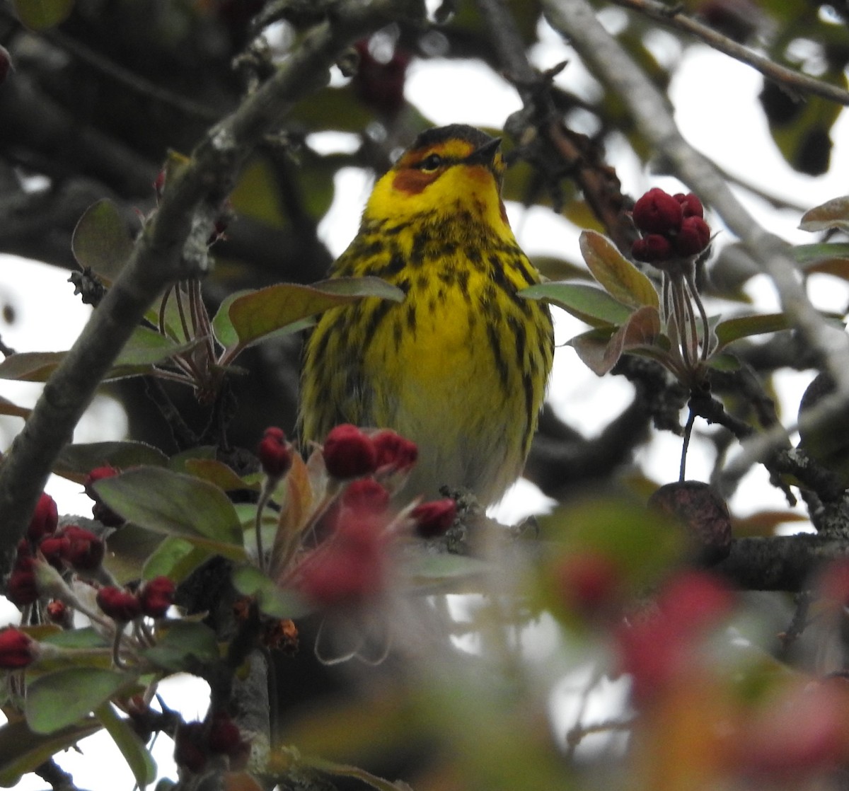 Cape May Warbler - ML618383227