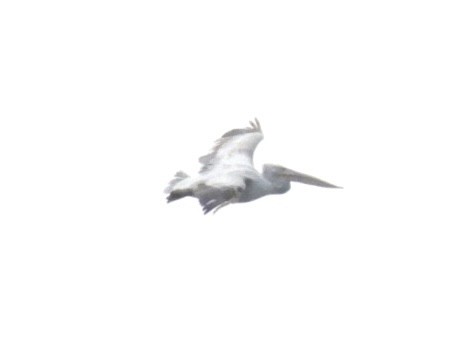 Пелікан кучерявий - ML618383282