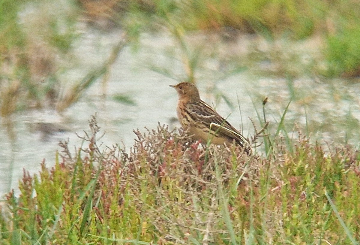 Red-throated Pipit - ML618383287