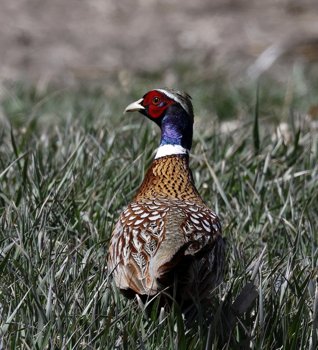 Ring-necked Pheasant - ML618383316