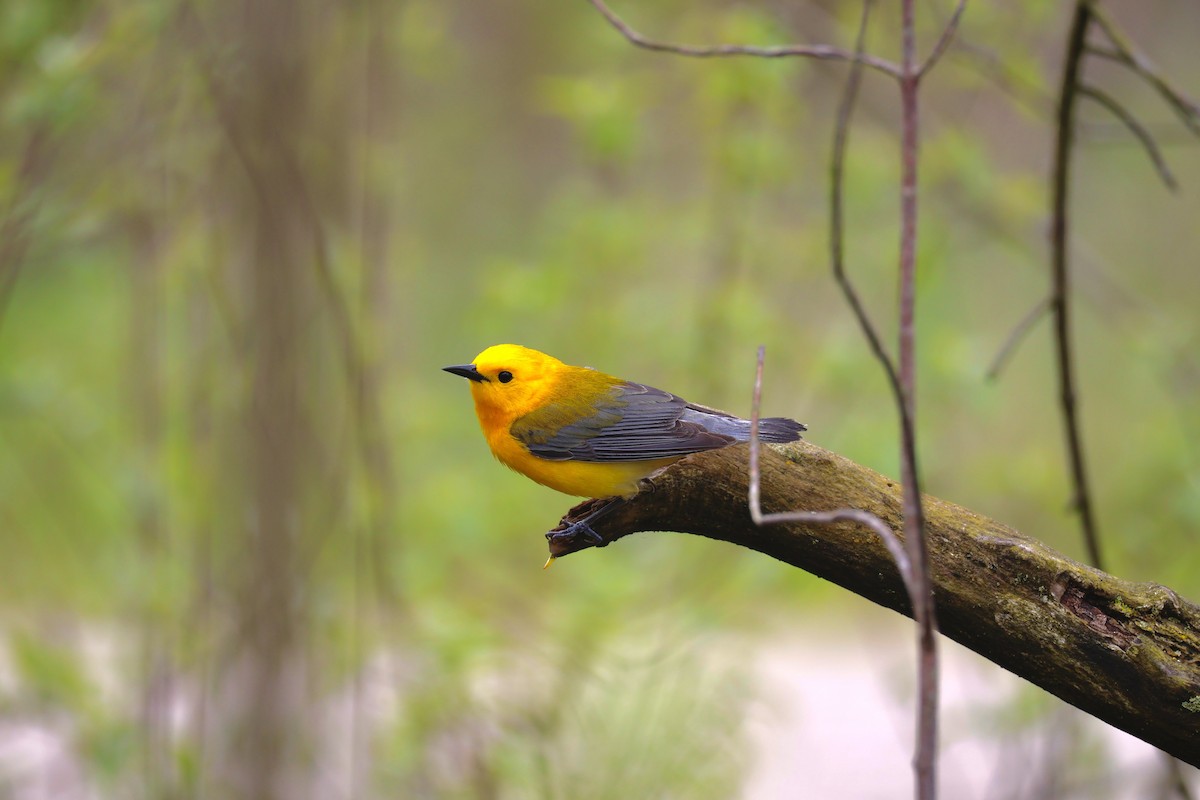 Prothonotary Warbler - ML618383349
