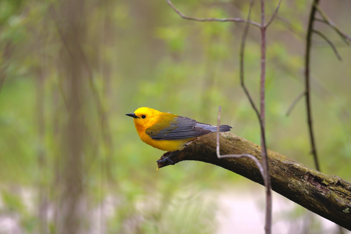 Prothonotary Warbler - ML618383350