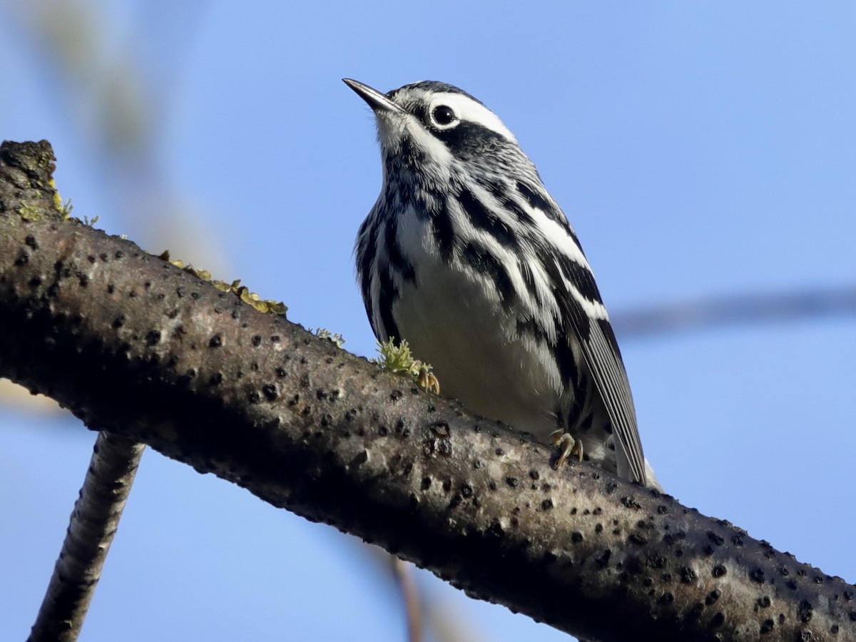 Black-and-white Warbler - ML618383351