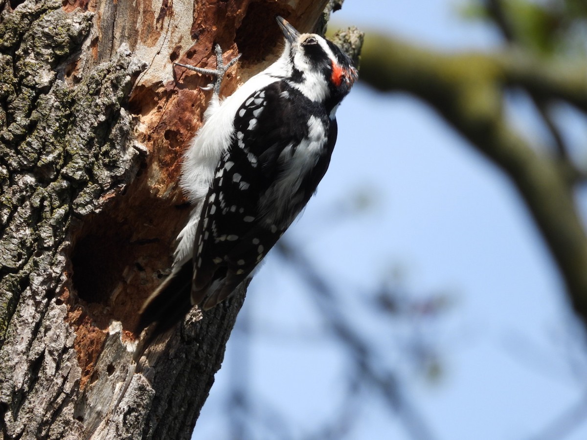 Hairy Woodpecker - ML618383357