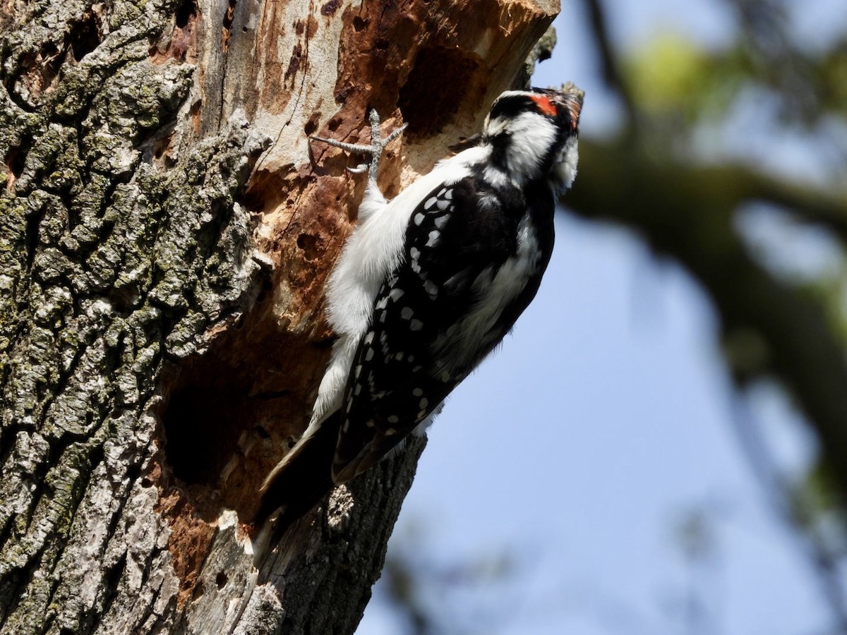 Hairy Woodpecker - ML618383359