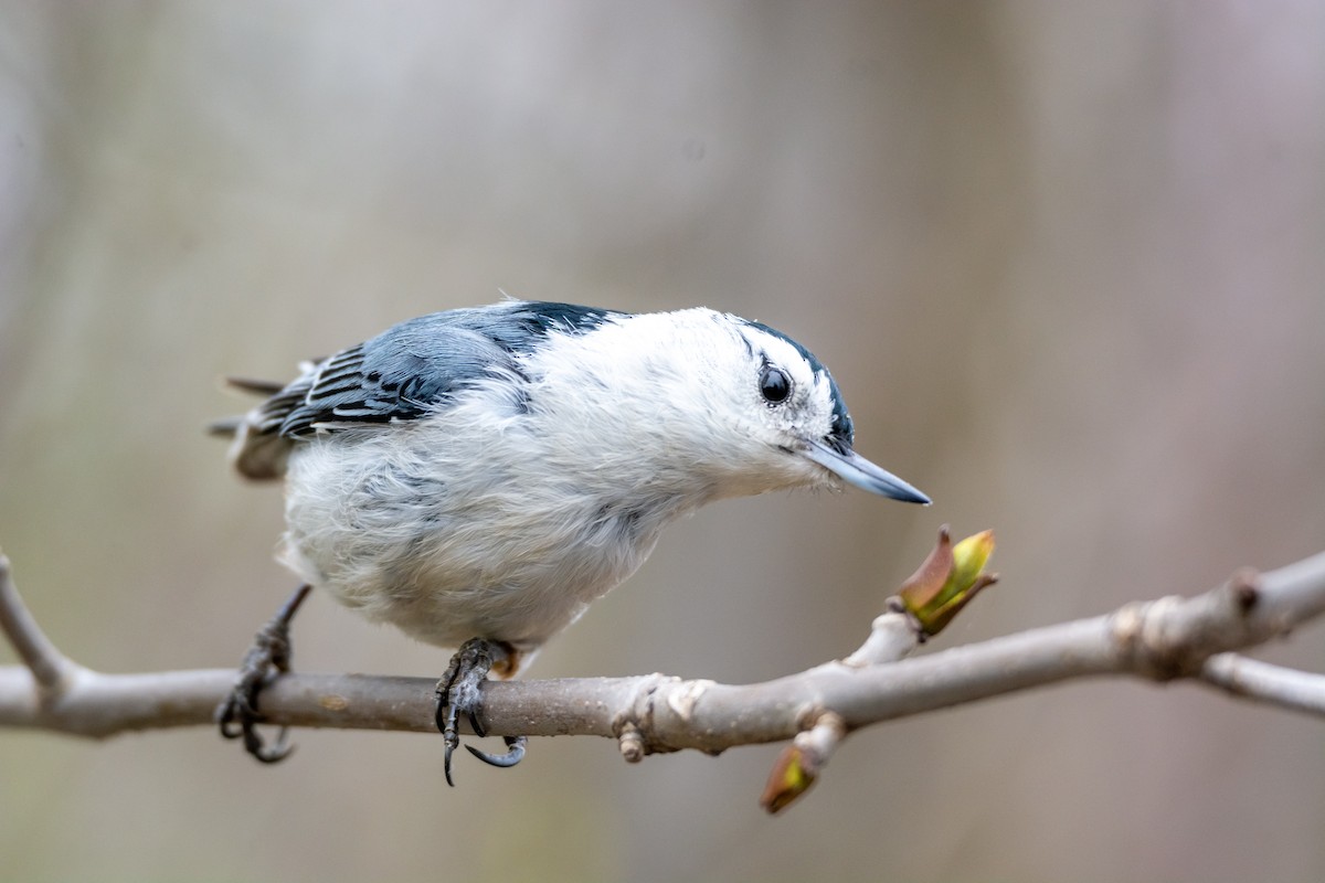 White-breasted Nuthatch - ML618383362