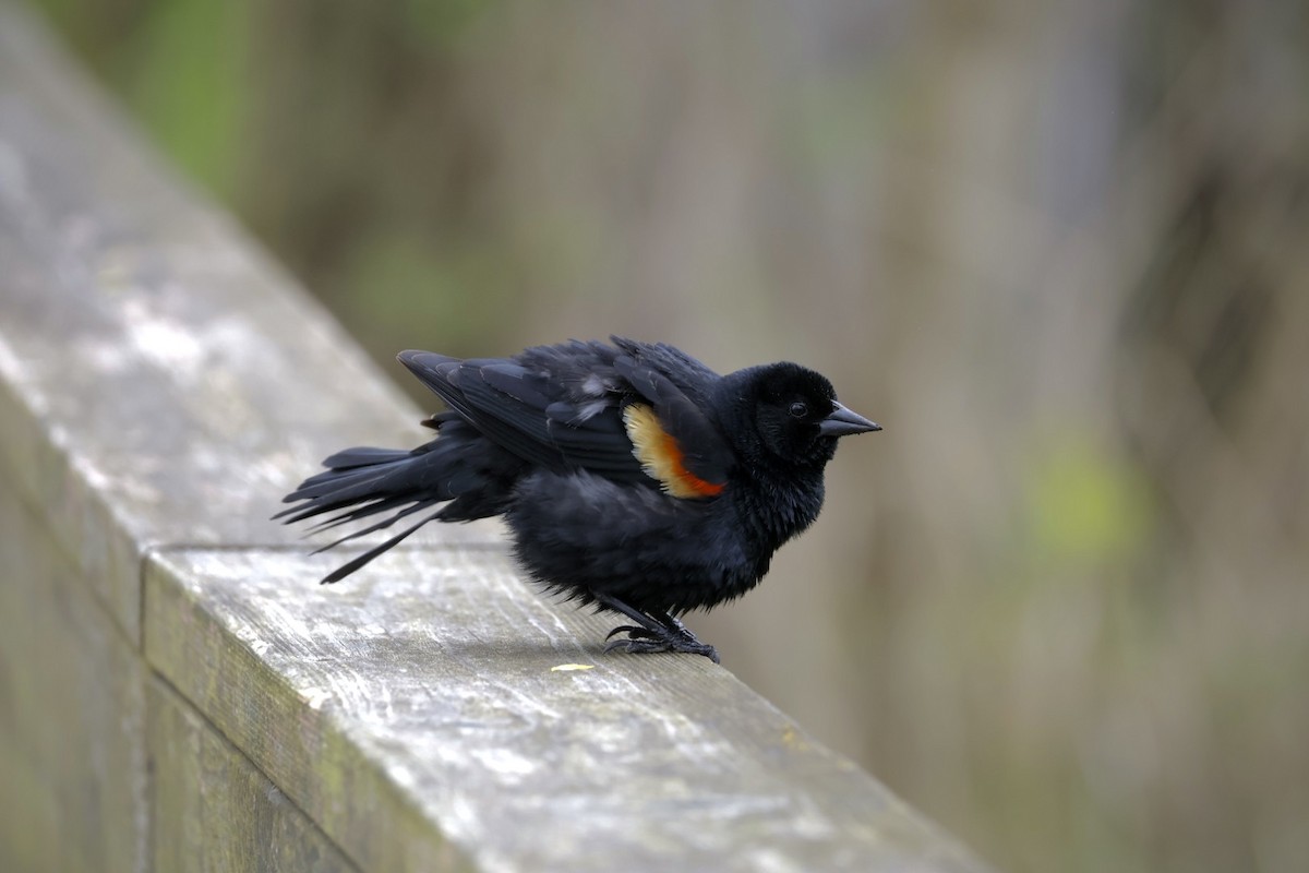 Red-winged Blackbird - Robert Linfield