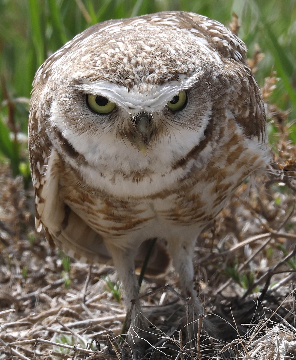 Burrowing Owl - ML618383405