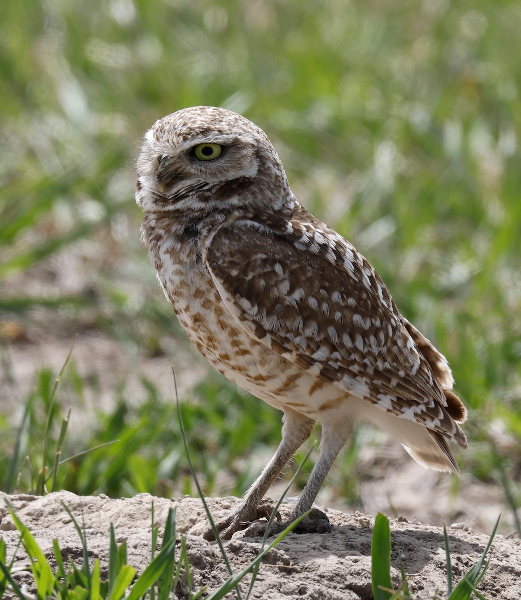 Burrowing Owl - ML618383409