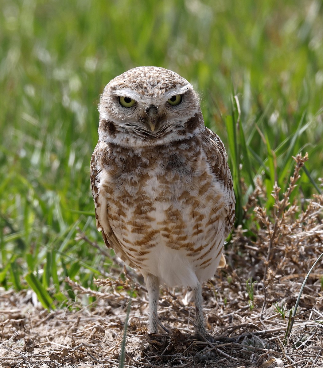 Burrowing Owl - ML618383410