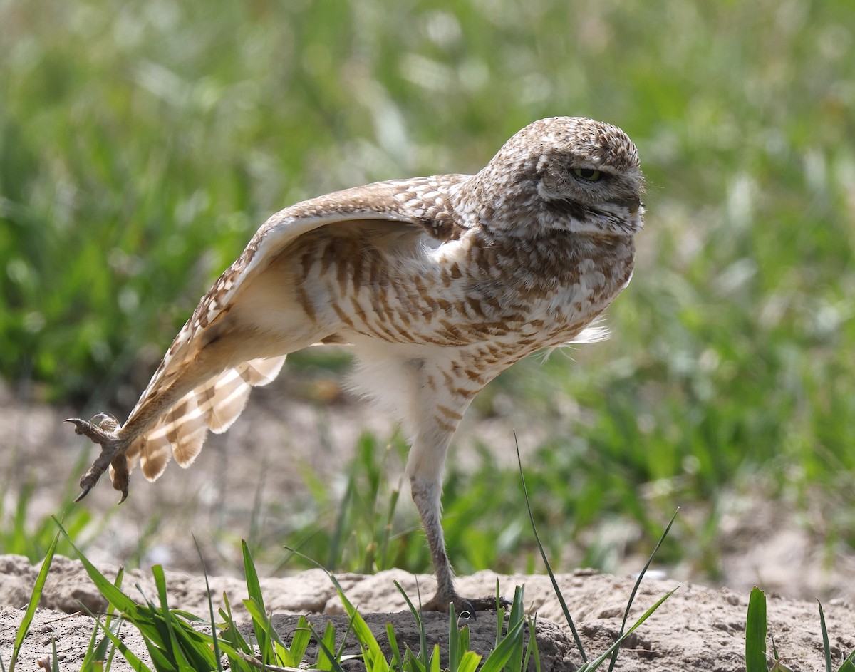 Burrowing Owl - ML618383411