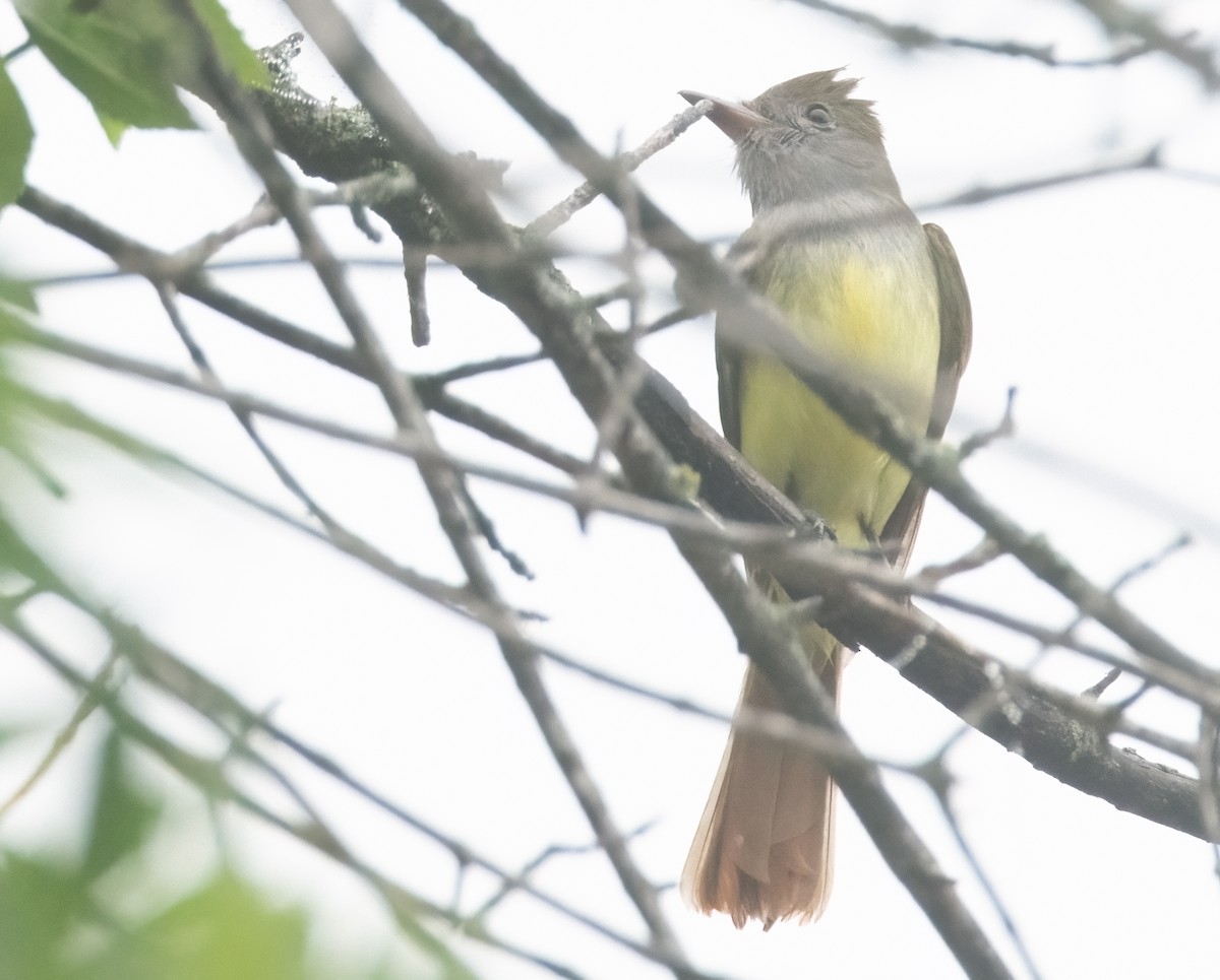 Great Crested Flycatcher - ML618383442