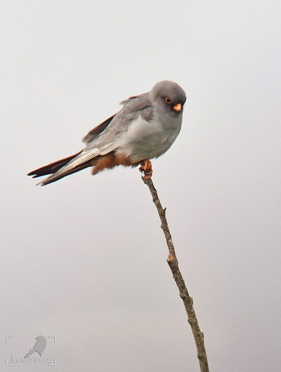 Red-footed Falcon - ML618383449