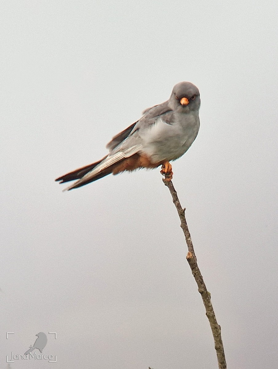 Red-footed Falcon - ML618383450