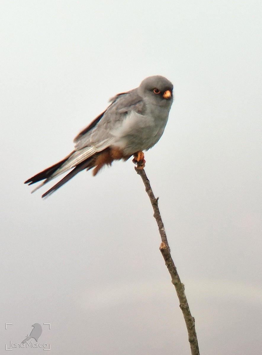 Red-footed Falcon - ML618383451