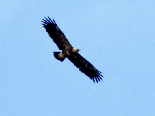 Lesser Spotted Eagle - ML618383454