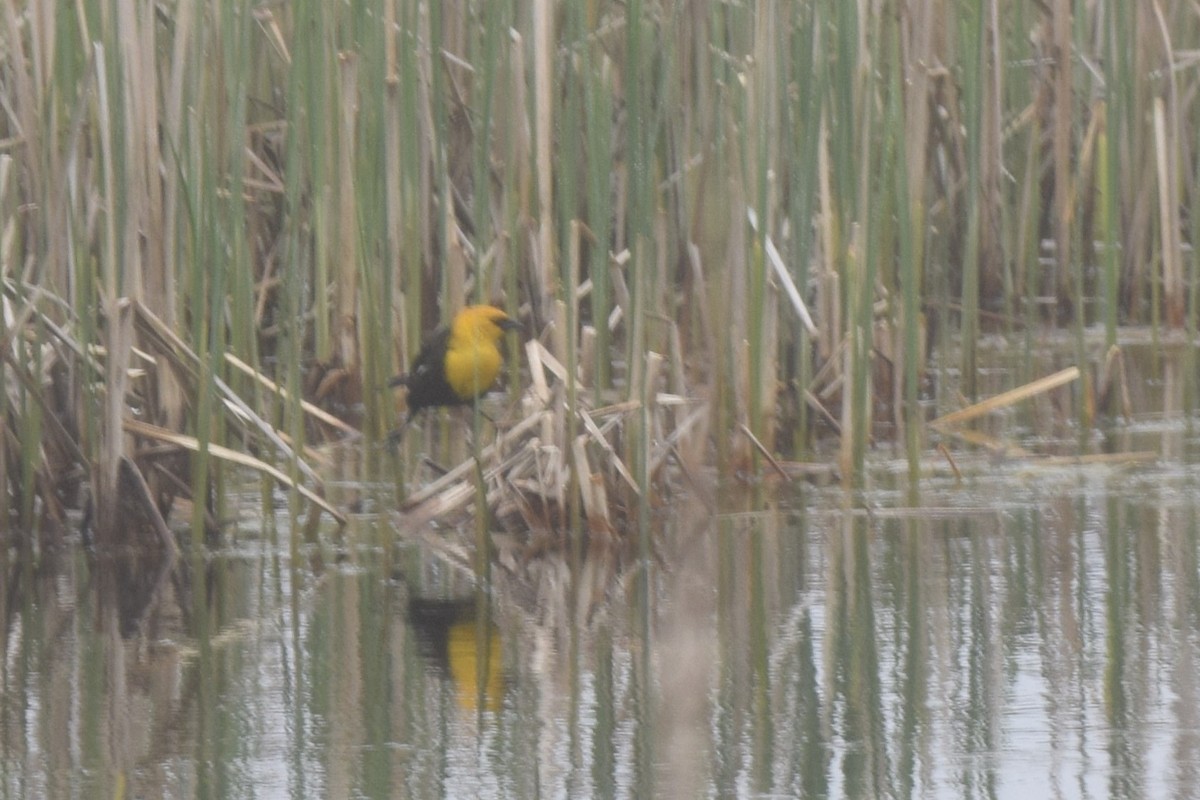 Yellow-headed Blackbird - ML618383466
