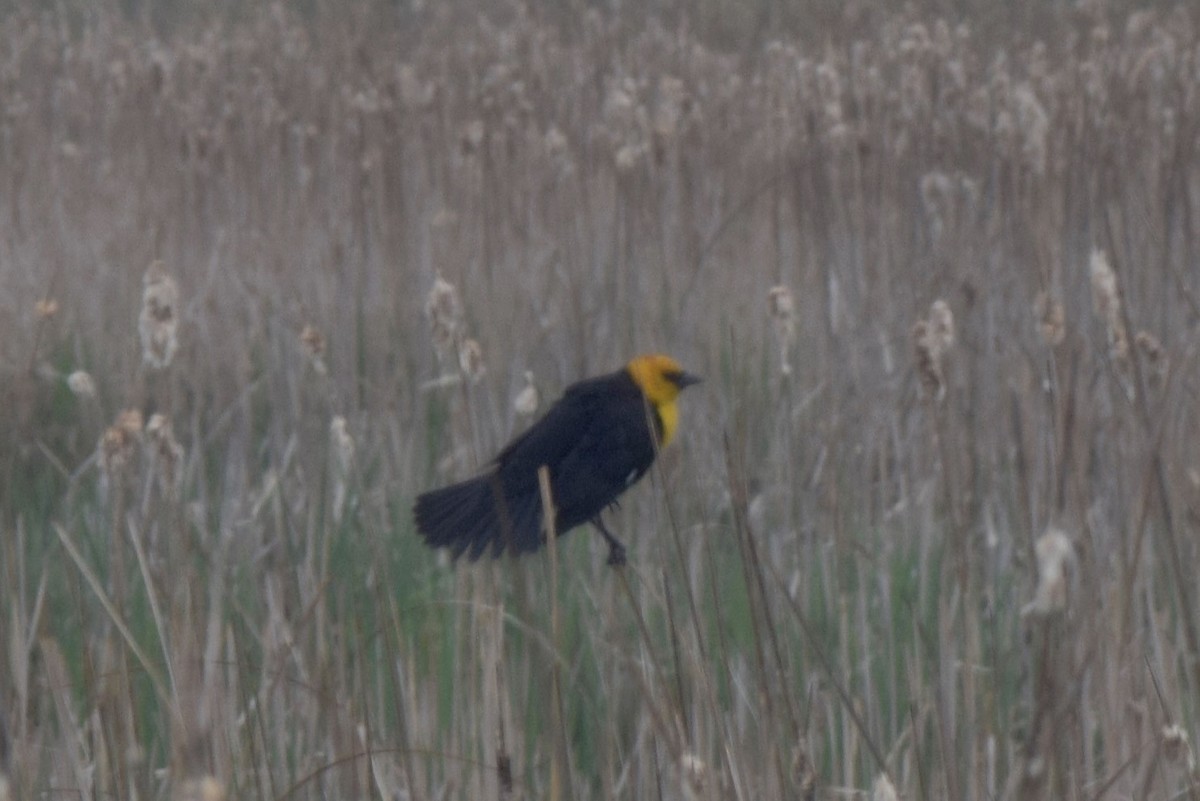 Yellow-headed Blackbird - ML618383467