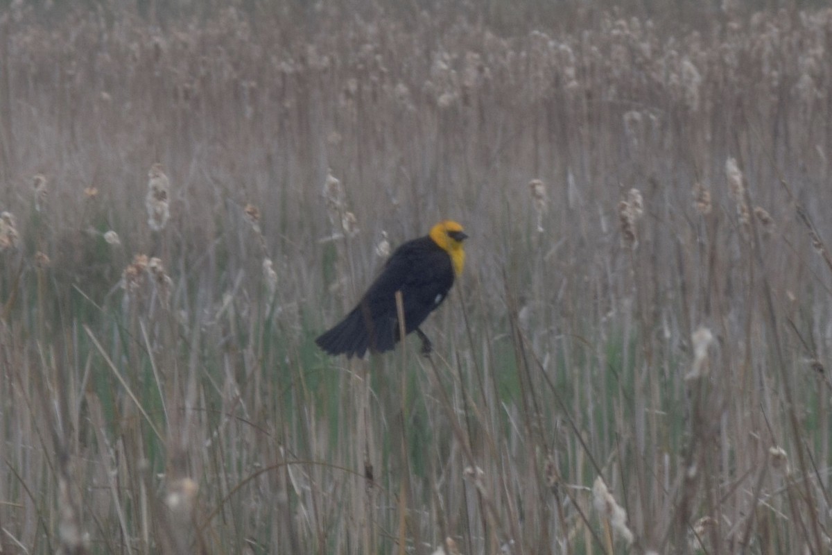 Yellow-headed Blackbird - Luke Deneson