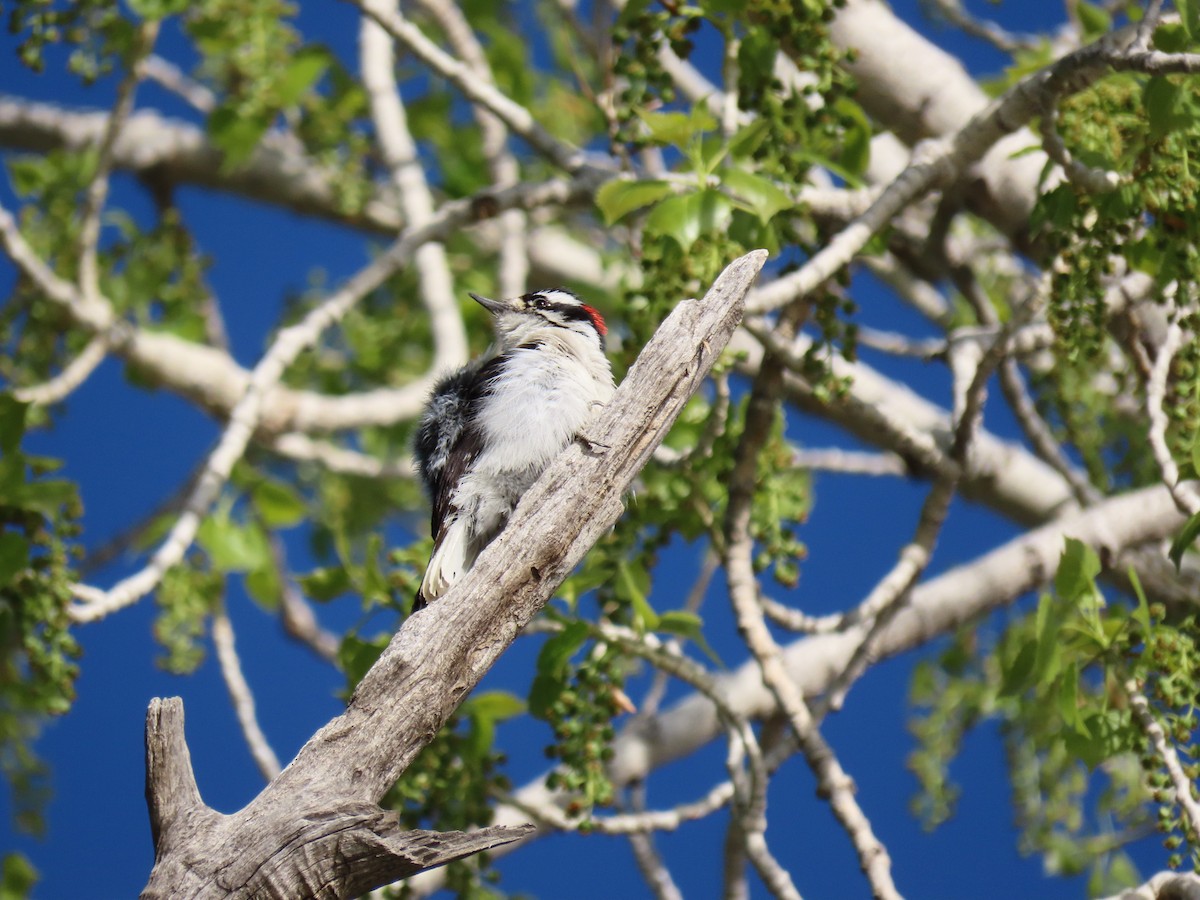 Downy Woodpecker - ML618383474