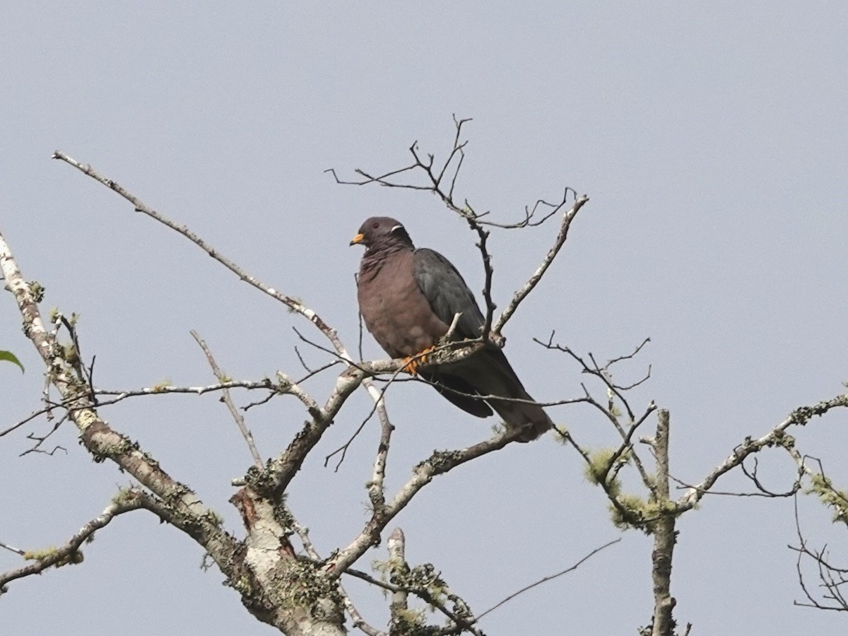 Band-tailed Pigeon - ML618383478