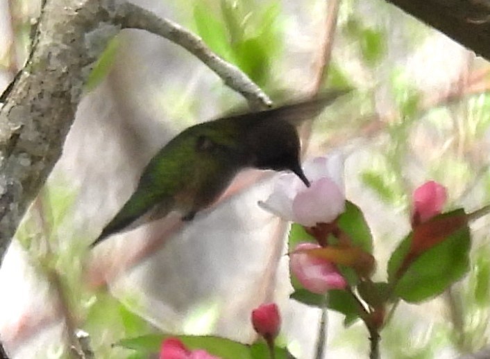 Ruby-throated Hummingbird - ML618383480