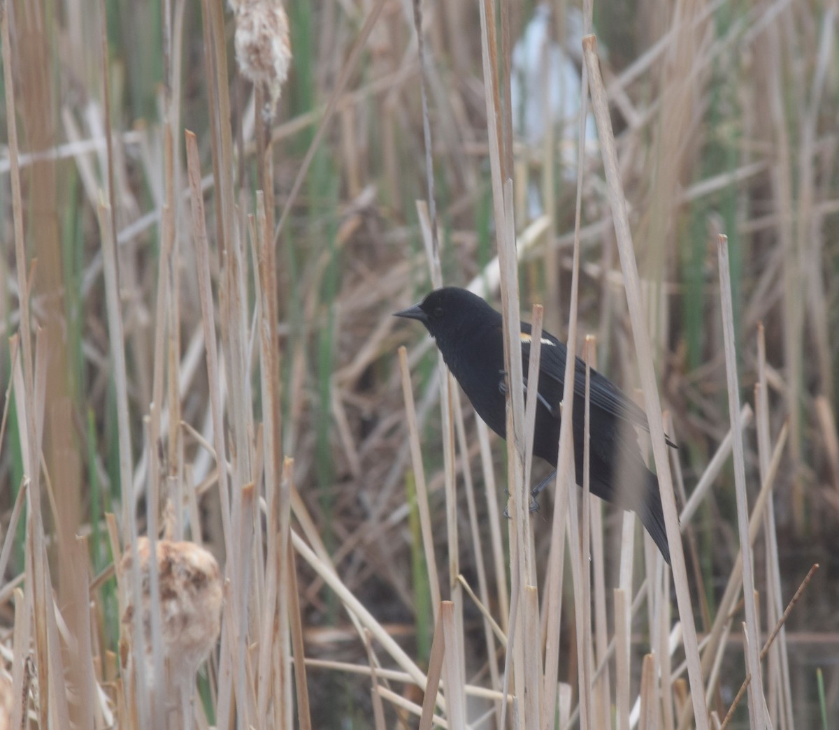 Red-winged Blackbird (Red-winged) - ML618383482