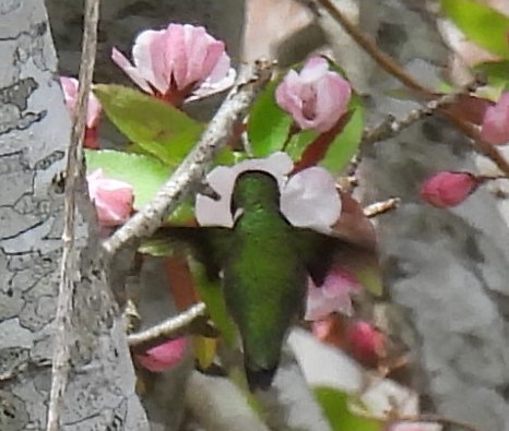 Ruby-throated Hummingbird - ML618383496