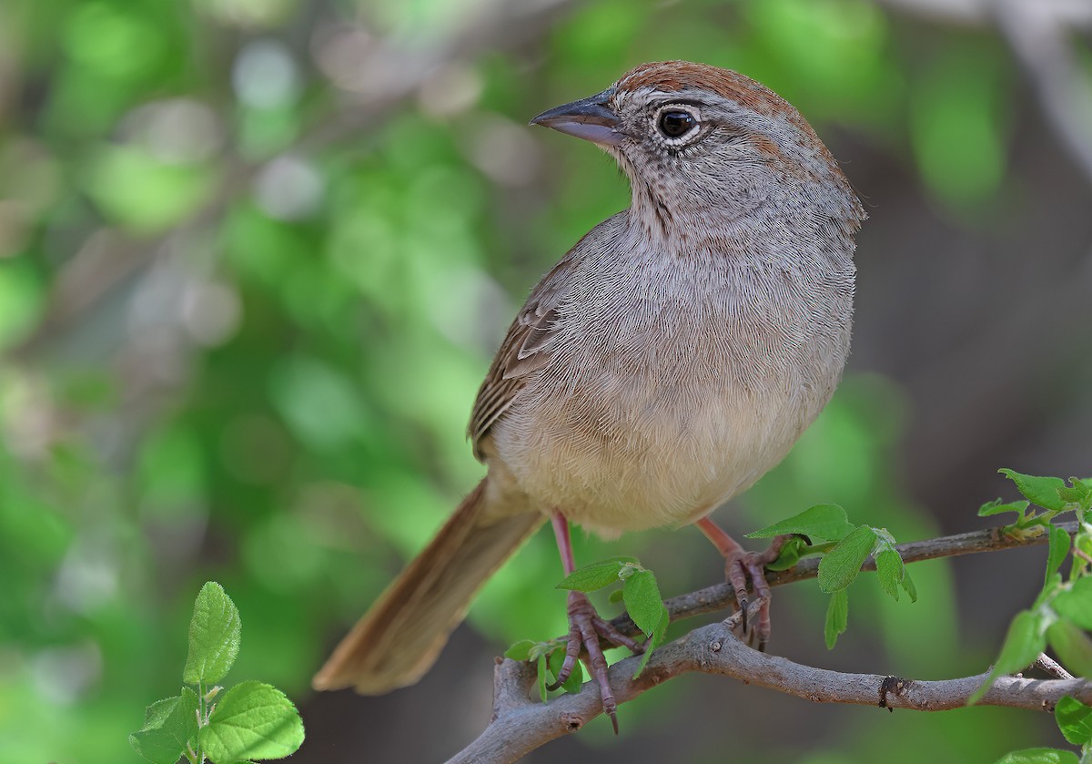 Rufous-crowned Sparrow - Ad Konings