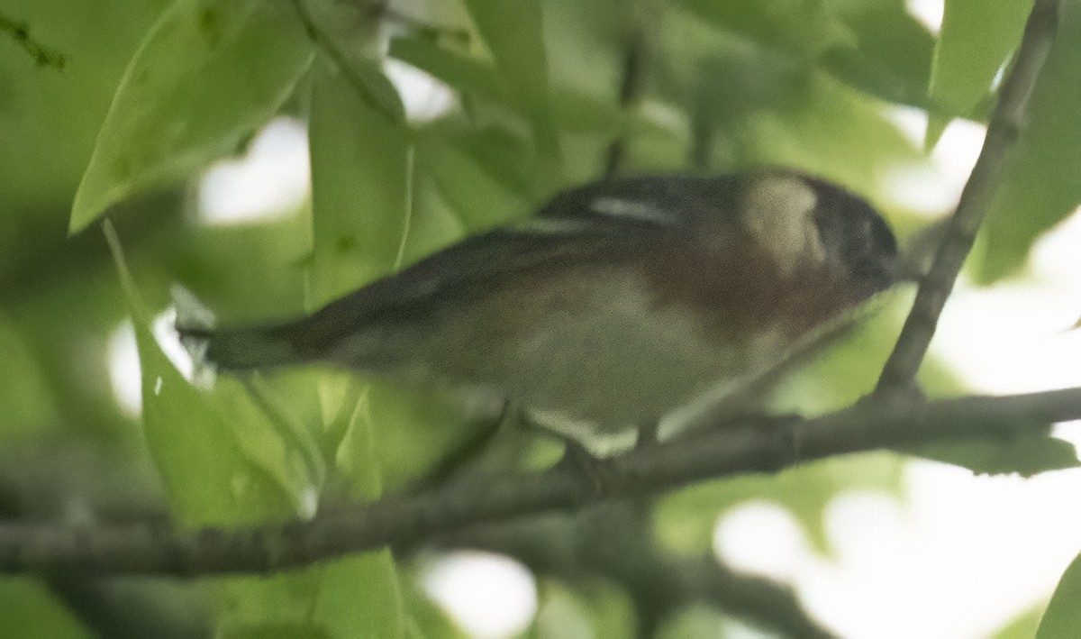 Bay-breasted Warbler - ML618383537
