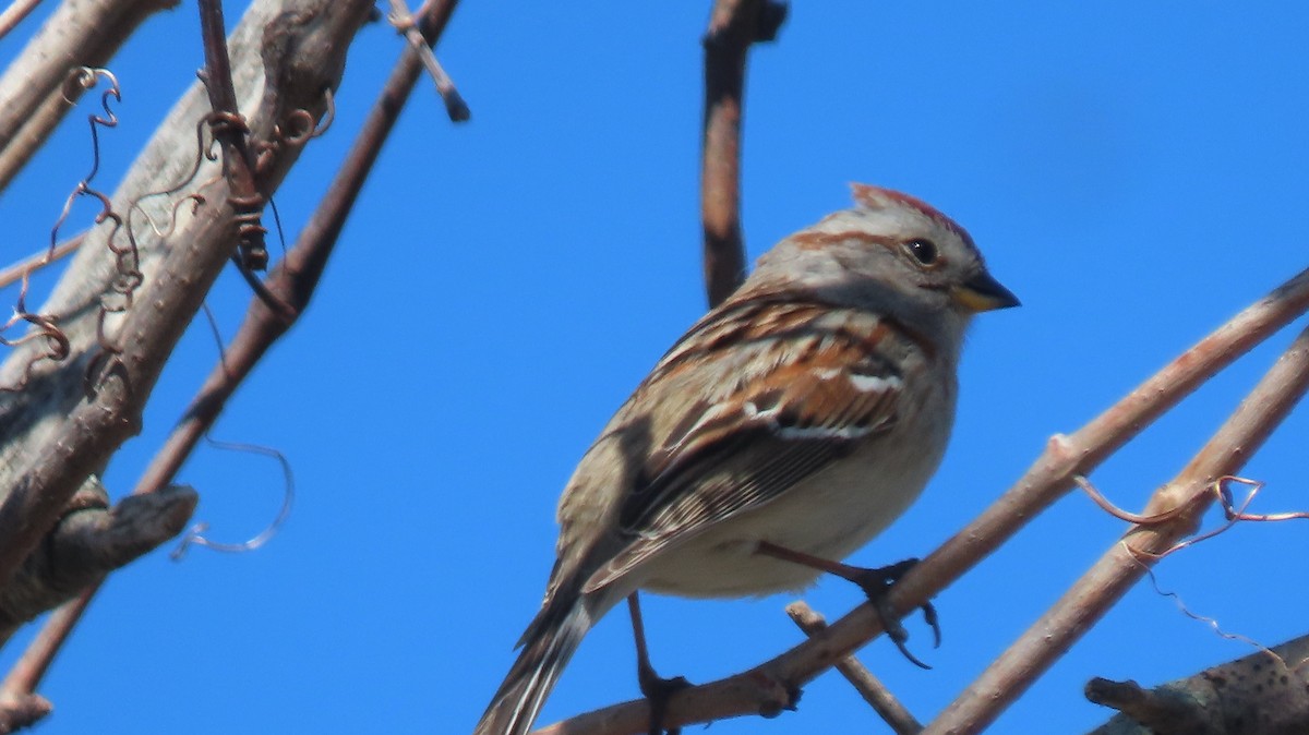 American Tree Sparrow - ML618383569
