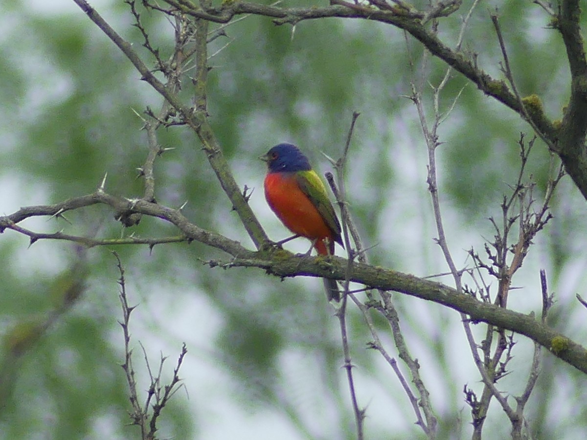 Painted Bunting - ML618383579