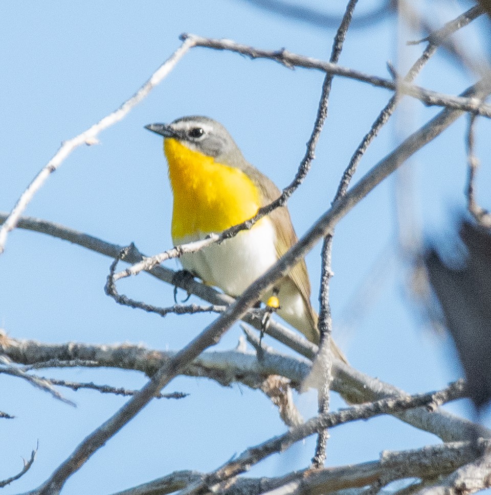 Yellow-breasted Chat - ML618383590