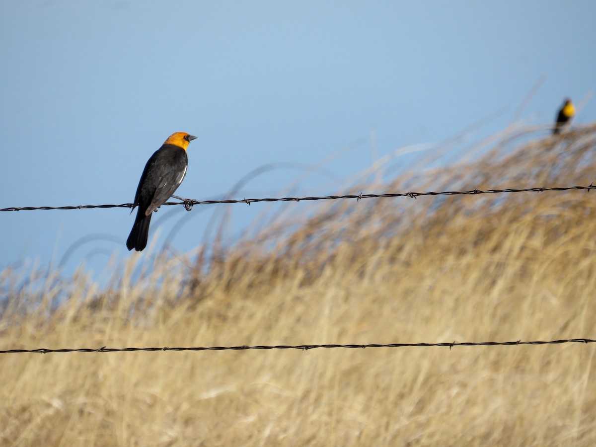 Yellow-headed Blackbird - ML618383597