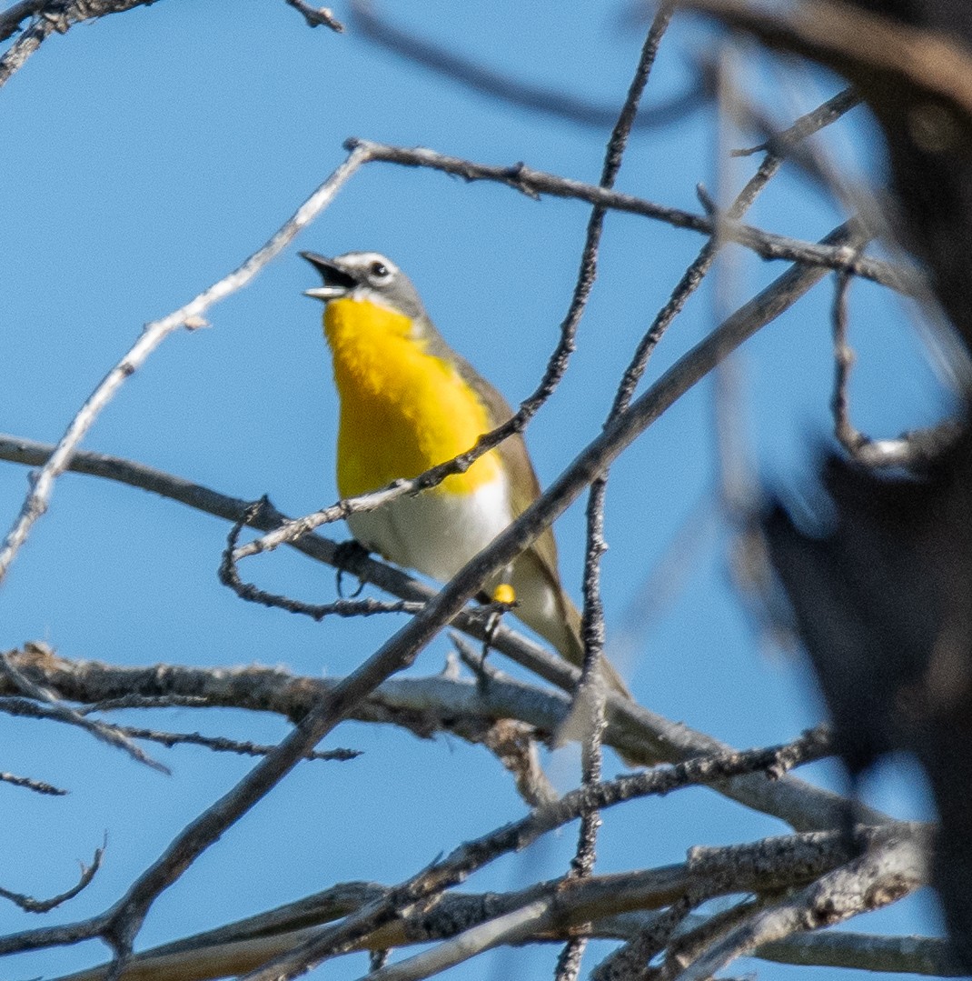 Yellow-breasted Chat - ML618383613