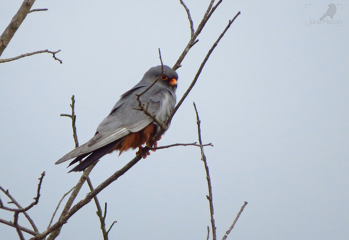 Red-footed Falcon - Jana Marco