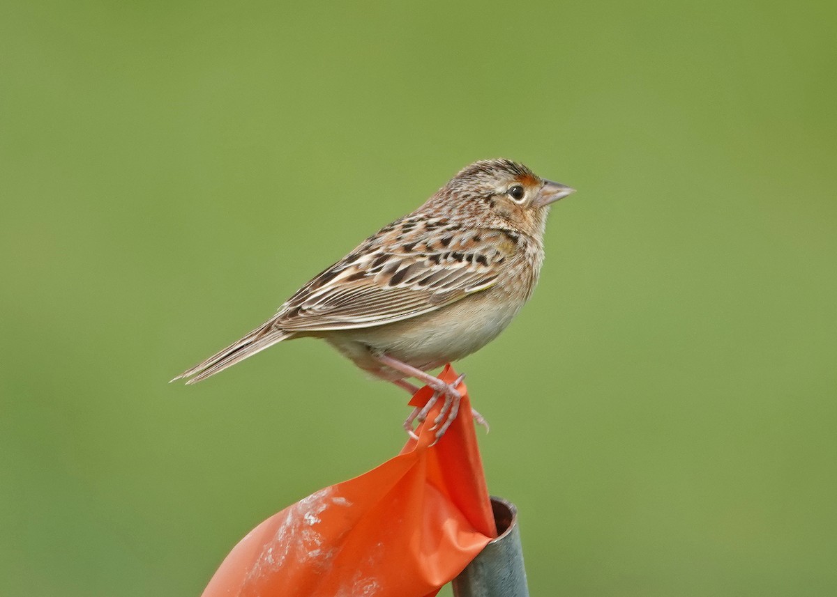 Grasshopper Sparrow - ML618383619