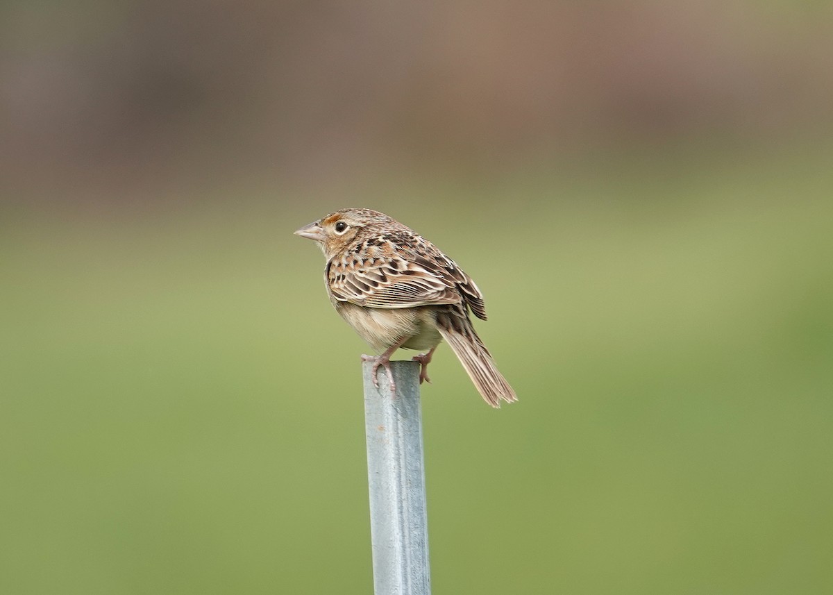 Grasshopper Sparrow - ML618383620