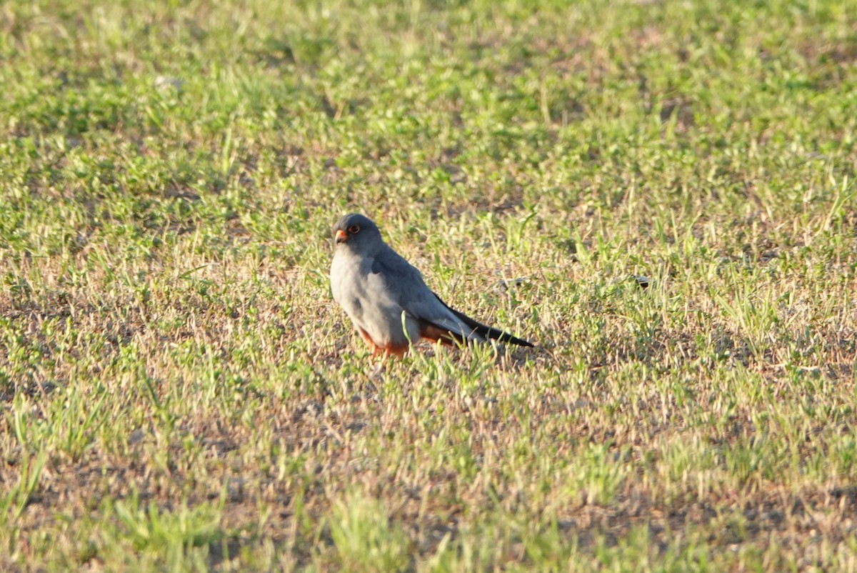 Red-footed Falcon - ML618383638