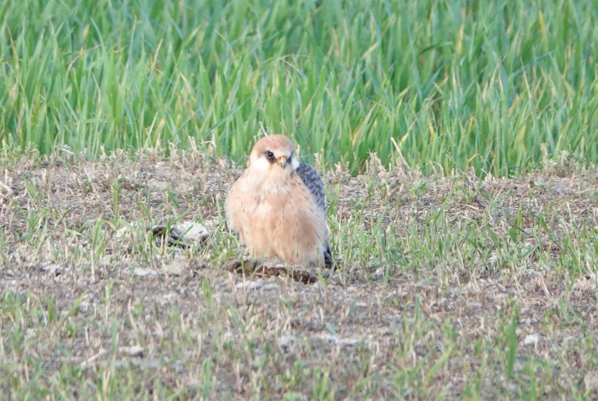 Red-footed Falcon - ML618383654