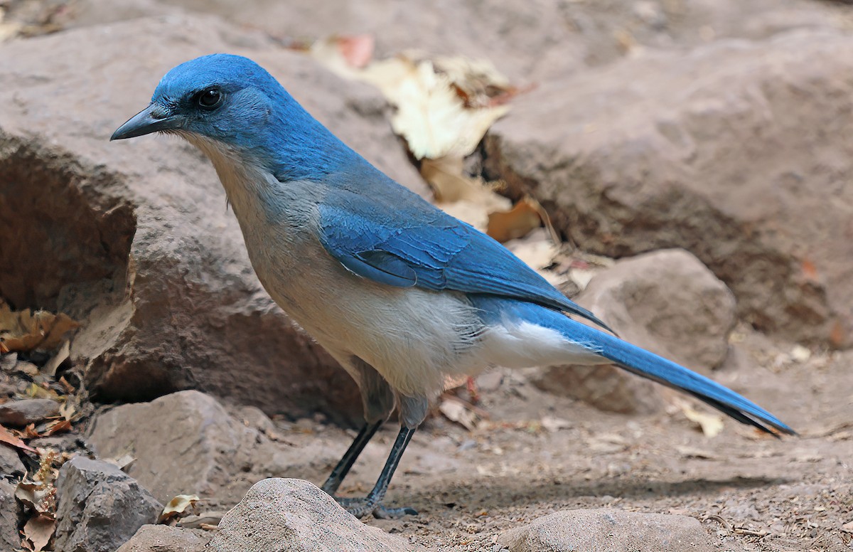Mexican Jay - ML618383658