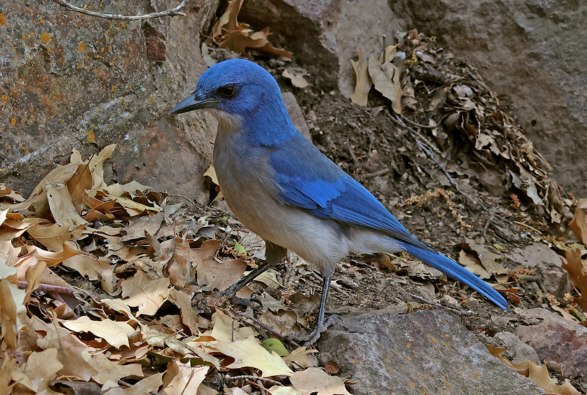 Mexican Jay - ML618383660