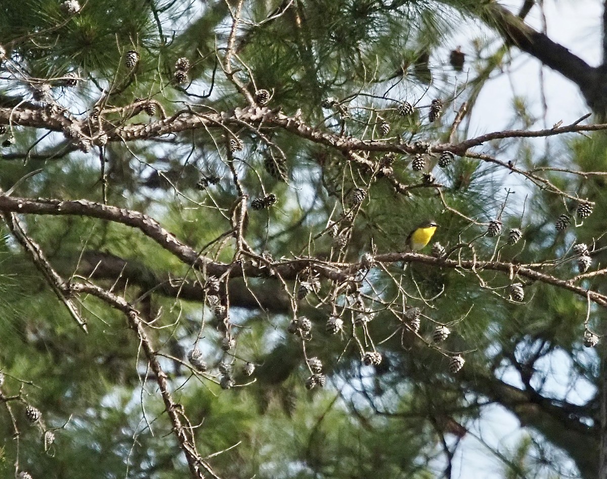 Yellow-breasted Chat - ML618383688