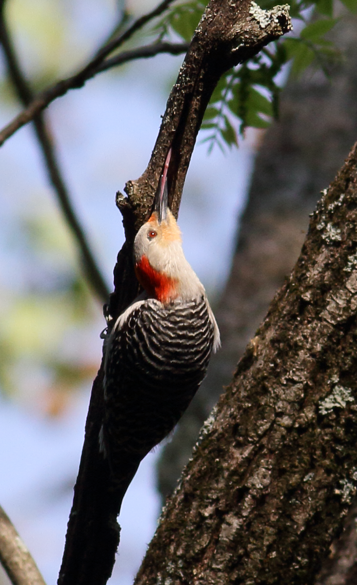 Red-bellied Woodpecker - ML618383698