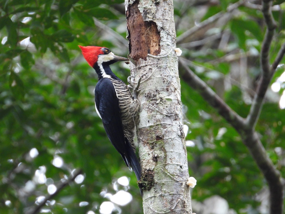 Crimson-crested Woodpecker - ML618383708