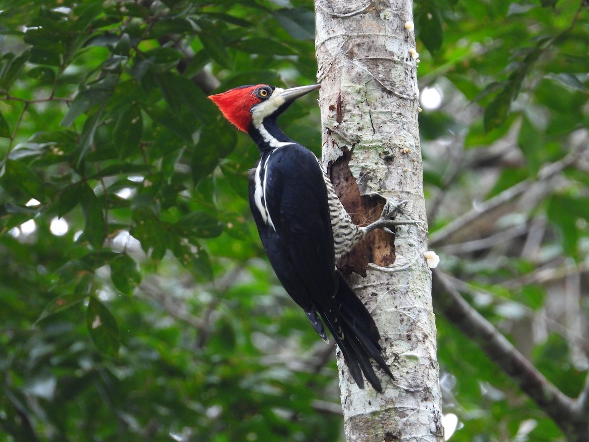 Crimson-crested Woodpecker - ML618383709