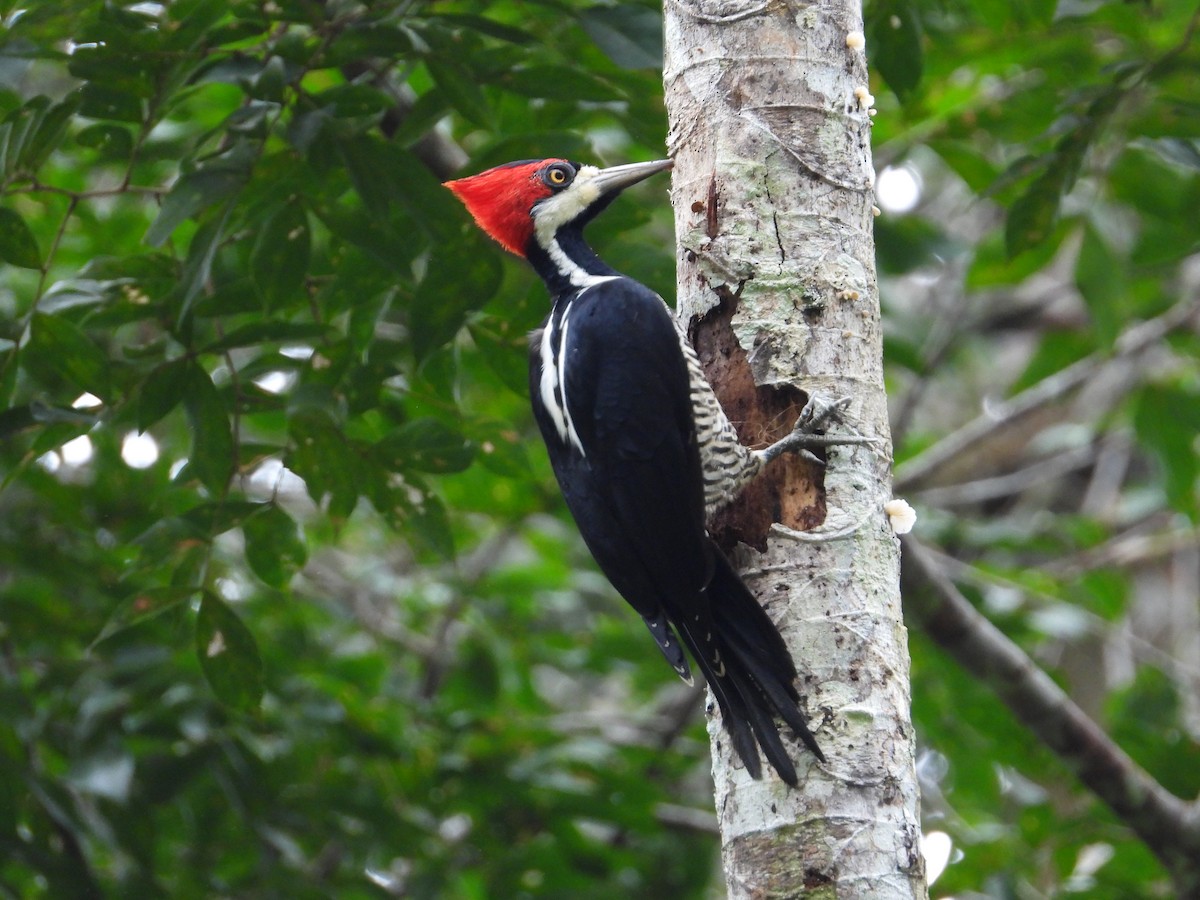 Crimson-crested Woodpecker - ML618383710