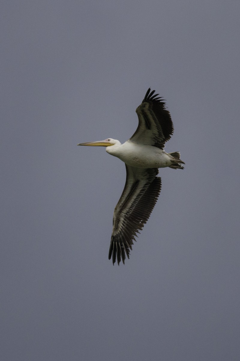 Great White Pelican - Josef Heryán